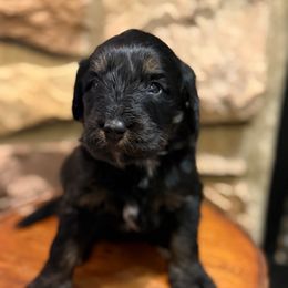 Diamond - Phantom female Bernedoodle puppy in Grand Blanc, Michigan from Halsey Poodles and Doodles