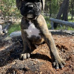 Orion - Brindle male Boxer puppy in Marion, Montana from Serendipity's European Boxers