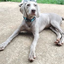 Weimaraner Puppies from LAAT Weims