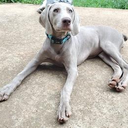 Weimaraner Puppies from LAAT Weims