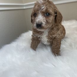 Maltese, Poodle, and Shih Tzu Puppies from Happy puppies