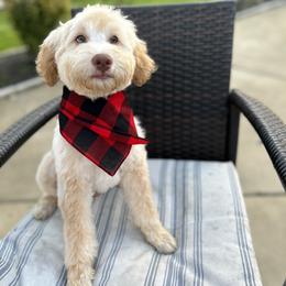 "Biscuit- Male" Bernedoodle Puppies from Emma Grace Doodles