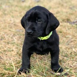 Boy 3 - male Labrador Retriever puppy in Winnemucca, Nevada from Oakley's Mountain View Kennel
