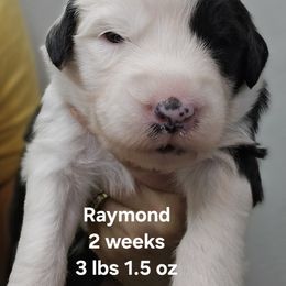 Raymond - Black and white male Old English Sheepdog puppy in Sutherlin, Oregon from Sapphire Eyes Sheepdogs