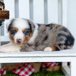 Ovation - Blue merle female Miniature American Shepherd puppy in Granbury, Texas from Best Little Aussies