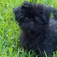 Affenpinscher and Rhodesian Ridgeback Puppies from Tamari Affenpinchers and Oakhurst Rhodesians