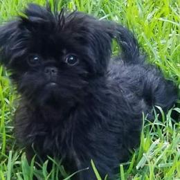 Affenpinscher and Rhodesian Ridgeback Puppies from Tamari Affenpinchers and Oakhurst Rhodesians
