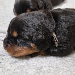 Boy 2 - Black and tan male Rottweiler puppy in Stanton, Kentucky from Vom Hause Alistair