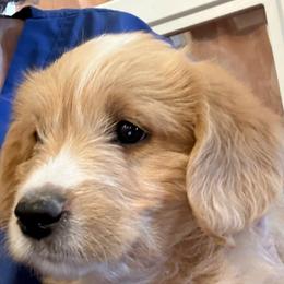 Faith - Apricot female Labradoodle puppy in Churchill County Fallon, Nevada from Card Family Ranch