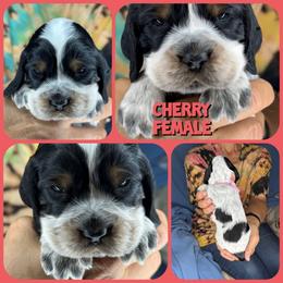 Cherry - Black white and tan female English Springer Spaniel puppy in Billings, Montana from M&M Fuzzy Bottom Friends