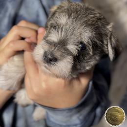 Opal - Salt and pepper female Miniature Schnauzer puppy in Frankford, Delaware from Miniature Schnauzers of Delmarva