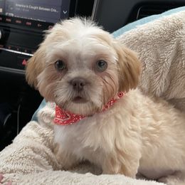 Doodle - Shih Tzu