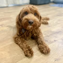 Theodore - Red  male Goldendoodle puppy in Dupont, Washington from Willow Tree Doodles