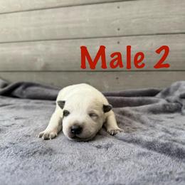 Titan - Red mottled male Australian Cattle Dog puppy in Axton, Virginia from Red Clay Kennels