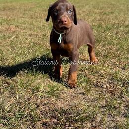 Aqua collar - Red and rust female Doberman Pinscher puppy in North Judson, Indiana from Stalaris Dobermans
