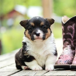 Pembroke Welsh Corgi Puppies from T4 Farms