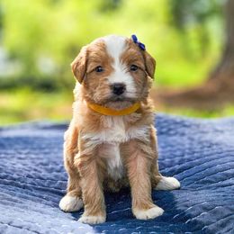 Ruby - Yellow and white female Bernedoodle puppy in Russell Springs, Kentucky from 270 Doodles