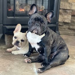 French Bulldogs and Labrador Retrievers from Summer Rose