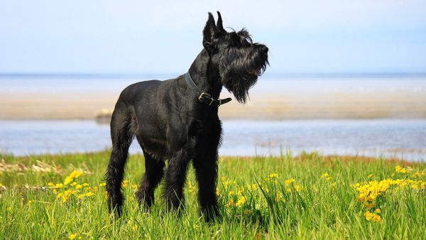 Find Giant Schnauzer puppies for sale near Oakley, CA