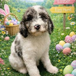 Yellow collar - Parti female Goldendoodle puppy in Sanderson, Florida from Serenity Goldendoodles