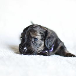 Dorothy - Cream female Dachshund puppy in Youngstown, Florida from Paradox Dachshunds