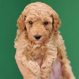 Sugar Mini Poodle Raised in Home - Cream female Poodle puppy in Falcon, Missouri from Cedar House Heritage Poodles | AKC Toy & Miniature Poodle Puppies Raised in Home