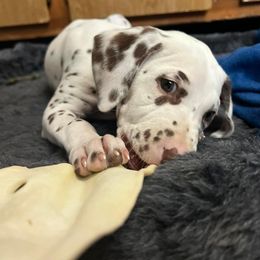 Dalmatian Puppies from Louisiana Roux Dalmatians