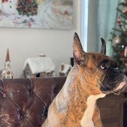 Boxers from Hegerox