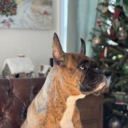 Boxers from Hegerox