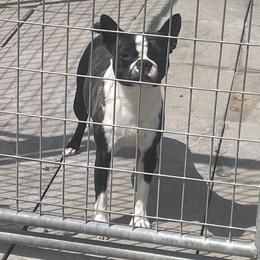 Jinx - Boston Terrier