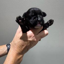 Green - Brindle male Boxer puppy in Jamesville, New York from Reynolds Homestead Boxers