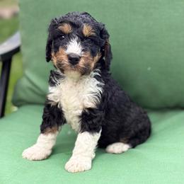 Forest (orange collar boy) - Phantom male Bernedoodle puppy in Colorado Springs, Colorado from Mercy Mountain Bernedoodles
