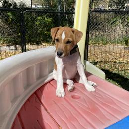 Jack Russell Terrier Puppies from Fair Dinkum Jack Russell Terriers