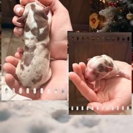 Sixes - Red merle female Miniature Australian Shepherd puppy in North Lakeport, California from Wild Rose Ranch