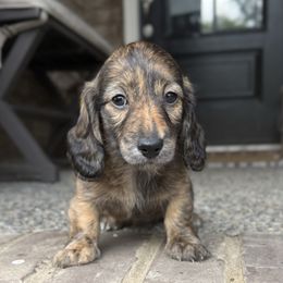 June - Brindle female Dachshund puppy in Nashville, Tennessee from Mini Browne Dachshunds