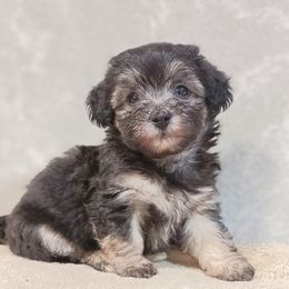 Thelma - Black & tan tri-color female Maltipoo puppy in Walterboro, South Carolina from Puddlejumpers
