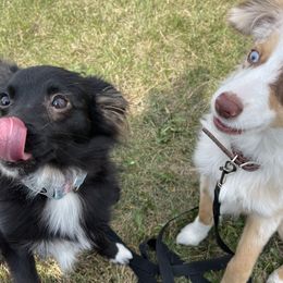 Aussiedoodles and Toy Australian Shepherds from Ivy Meadows and Friends