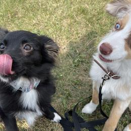 Aussiedoodles and Toy Australian Shepherds from Ivy Meadows and Friends