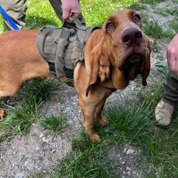 Basset Hound and Bloodhound Puppies from Beaver Creek Kennels