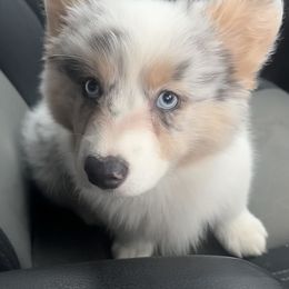 American Corgi puppies from High Cotton Corgis