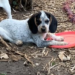Frosty - Black tan and bluetick male Beagle puppy in Brooksville, Florida from Southern Skye Farm