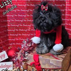 Lizzy - Black female Russian Tsvetnaya Bolonka puppy in Chicago, Illinois from Simply Bolonka - A Russian Tsvetnaya Bolonka Kennel