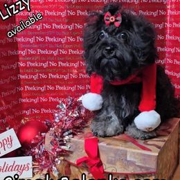 Lizzy - Black female Russian Tsvetnaya Bolonka puppy in Chicago, Illinois from Simply Bolonka - A Russian Tsvetnaya Bolonka Kennel