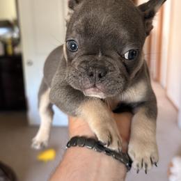 Lopez - Blue fawn male French Bulldog puppy in Lynnwood, Washington from Pawsitive Frenchies