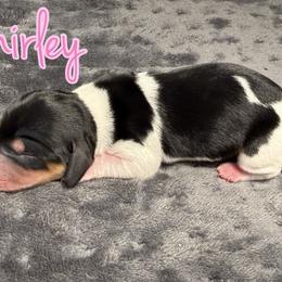 Dachshund Puppies from Drift & Dash Dachshunds