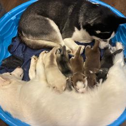 Siberian Husky puppies from Northern Lights Siberian Huskies