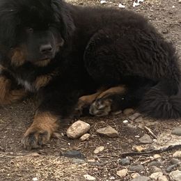 Teal - Black and tan Tibetan Mastiff puppy in Maxwell, Ia, Iowa from HW Kennel