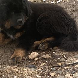 Teal - Black and tan Tibetan Mastiff puppy in Maxwell, Ia, Iowa from HW Kennel