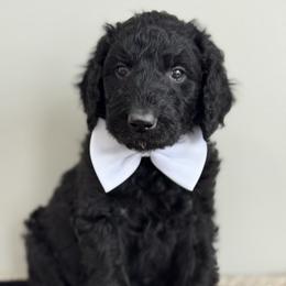 Gray - Black male Goldendoodle puppy in Hesperia, Michigan from Red Acres Poodles & Doodles
