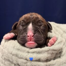 Dr Finklestein - Brindle male Boxer puppy in La Vernia, Texas from Chilham Boxers